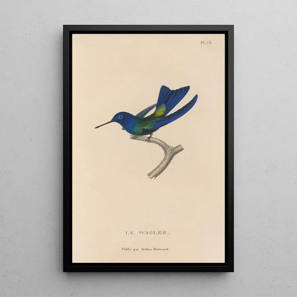 Histoire naturelle des oiseaux-mouches Pl74 - René Primevère Lesson — gerahmtes Bild an der Wand