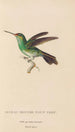 Histoire naturelle des oiseaux-mouches Pl76 - René Primevère Lesson — Ansicht des Kunstwerks