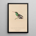 Histoire naturelle des oiseaux-mouches Pl77 - René Primevère Lesson — gerahmtes Bild an der Wand