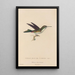 Histoire naturelle des oiseaux-mouches Pl78 - René Primevère Lesson — gerahmtes Bild an der Wand