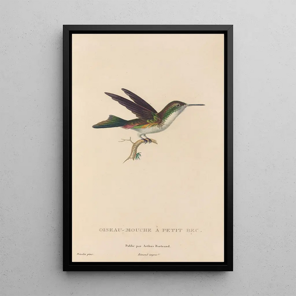 Histoire naturelle des oiseaux-mouches Pl78 - René Primevère Lesson — gerahmtes Bild an der Wand