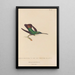 Histoire naturelle des oiseaux-mouches Pl79 - René Primevère Lesson — gerahmtes Bild an der Wand