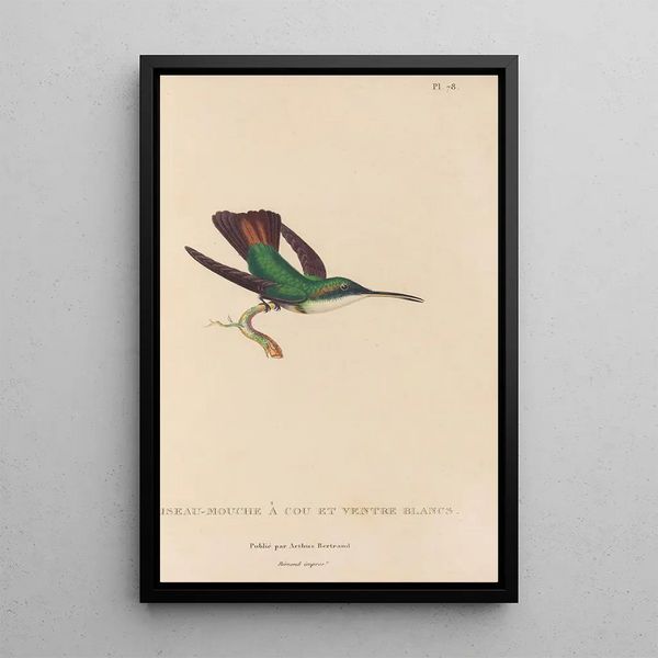 Histoire naturelle des oiseaux-mouches Pl79 - René Primevère Lesson — gerahmtes Bild an der Wand