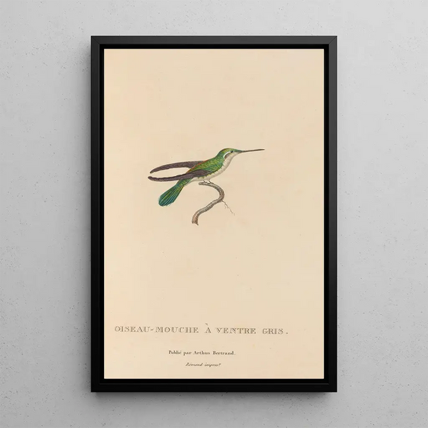 Histoire naturelle des oiseaux-mouches Pl80 - René Primevère Lesson — gerahmtes Bild an der Wand