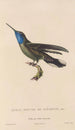 Histoire naturelle des oiseaux-mouches Pl81 - René Primevère Lesson — Ansicht des Kunstwerks