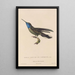 Histoire naturelle des oiseaux-mouches Pl81 - René Primevère Lesson — gerahmtes Bild an der Wand