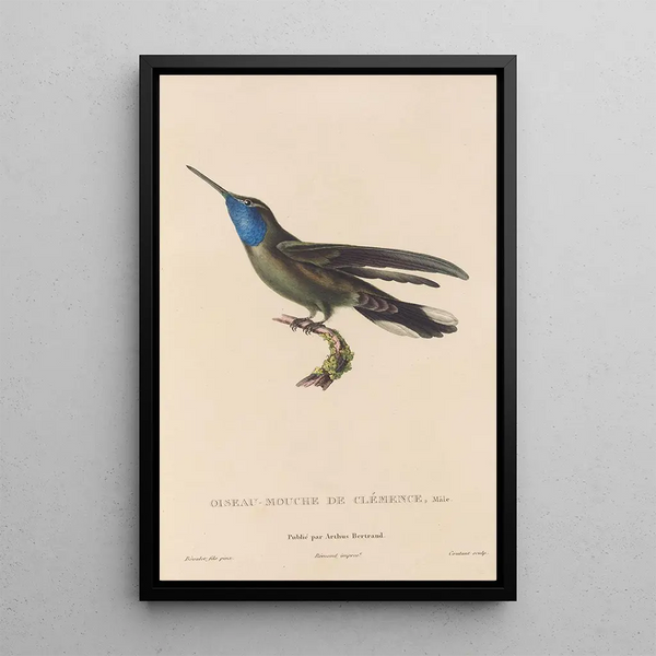Histoire naturelle des oiseaux-mouches Pl81 - René Primevère Lesson — gerahmtes Bild an der Wand
