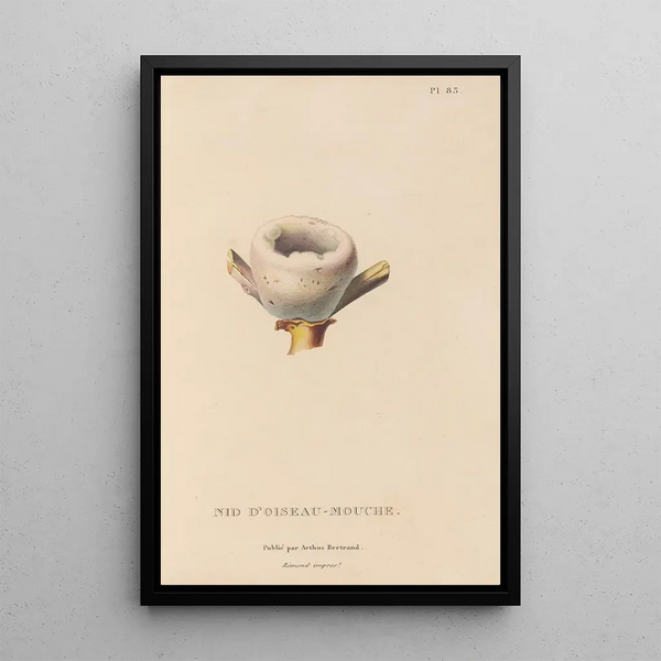 Histoire naturelle des oiseaux-mouches Pl84 - René Primevère Lesson — gerahmtes Bild an der Wand