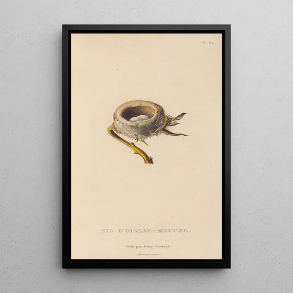 Histoire naturelle des oiseaux-mouches Pl85 - René Primevère Lesson — gerahmtes Bild an der Wand