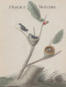 Naturgeschichte von Saint-Domingue Pl001 - René de Rabi — Ansicht des Kunstwerks