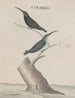Histoire naturelle de Saint-Domingue Pl002 - René de Rabi — Ansicht des Kunstwerks