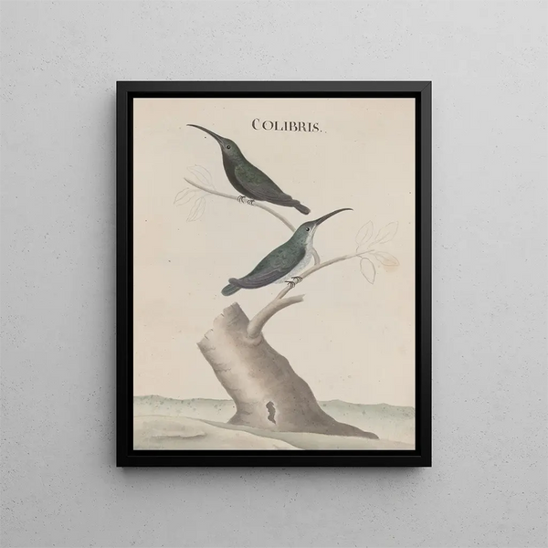 Ren de Rabi - Natural history of Saint Domingue Pl002.webp