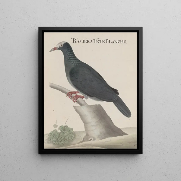 Ren de Rabi - Natural history of Saint Domingue Pl003.webp