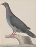 Weißscheiteltaube, Tafel 4 — René-Gabriel de Rabié — grauer Vogel mit rotem Schnabel auf einem Ast