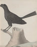 Naturgeschichte von Saint-Domingue Pl016 - René de Rabi — Ansicht des Kunstwerks