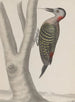 Naturgeschichte von Saint-Domingue Pl019 - René de Rabi — Ansicht des Kunstwerks
