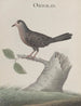 Histoire naturelle de Saint-Domingue Pl021 - René de Rabi — Ansicht des Kunstwerks