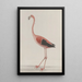 Histoire naturelle de Saint-Domingue Pl034 - René de Rabi — gerahmtes Bild an der Wand