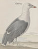 Naturgeschichte von Saint-Domingue Pl037 - René de Rabi — Ansicht des Kunstwerks