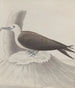 Naturgeschichte von Saint-Domingue Pl041 - René de Rabi — Ansicht des Kunstwerks