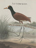 Naturgeschichte von Saint-Domingue Pl044 - René de Rabi — Ansicht des Kunstwerks