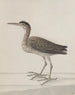 Geschichte der Natur von Saint-Domingue Pl046 - René de Rabi — Ansicht des Kunstwerks