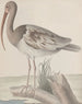 Naturgeschichte von Saint-Domingue Pl047 - René de Rabi — Ansicht des Kunstwerks