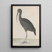 Histoire naturelle de Saint-Domingue Pl048 - René de Rabi — gerahmtes Bild an der Wand