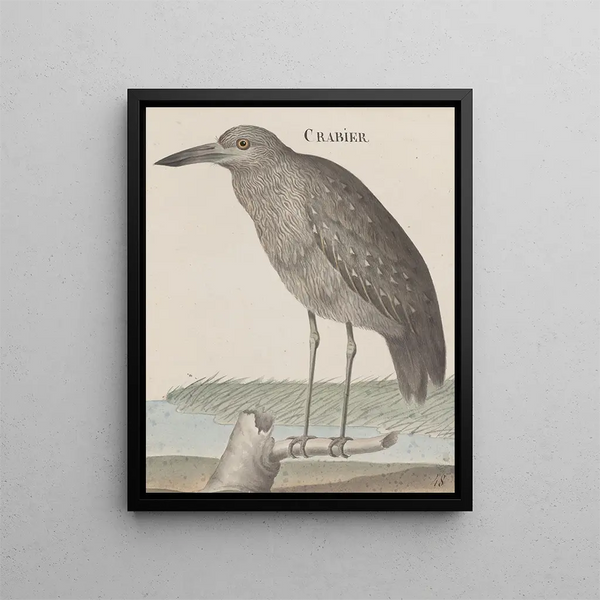 Ren de Rabi - Natural history of Saint Domingue Pl053.webp