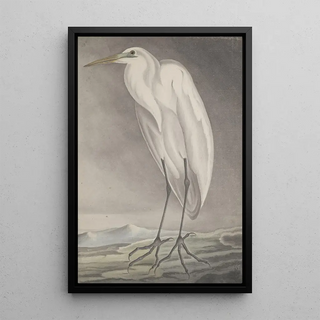 Ren de Rabi - Natural history of Saint Domingue Pl056.webp