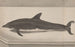 Naturgeschichte von Saint-Domingue Pl061 - René de Rabi — Ansicht des Kunstwerks