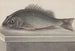Naturgeschichte von Saint-Domingue Pl067 - René de Rabi — Ansicht des Kunstwerks