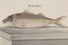 Histoire naturelle de Saint-Domingue Pl068 - René de Rabi — Ansicht des Kunstwerks