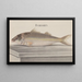 Histoire naturelle de Saint-Domingue Pl068 - René de Rabi — gerahmtes Bild an der Wand