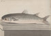 Naturgeschichte von Saint-Domingue Pl069 - René de Rabi — Ansicht des Kunstwerks
