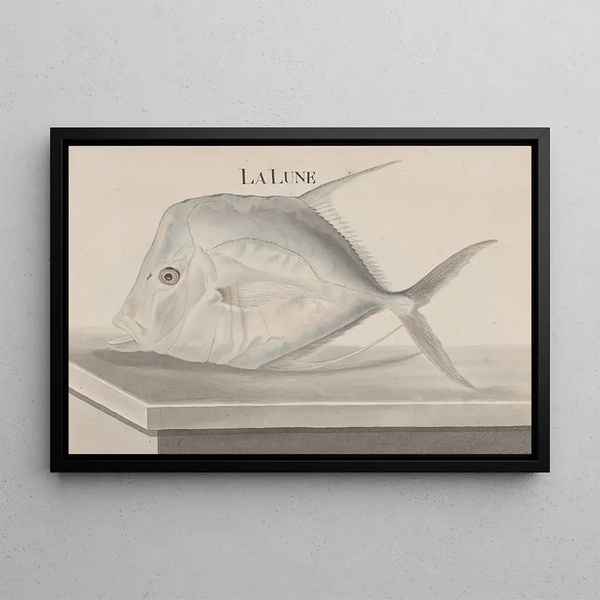 Naturgeschichte von Saint-Domingue Pl073 - René de Rabi — gerahmtes Bild an der Wand