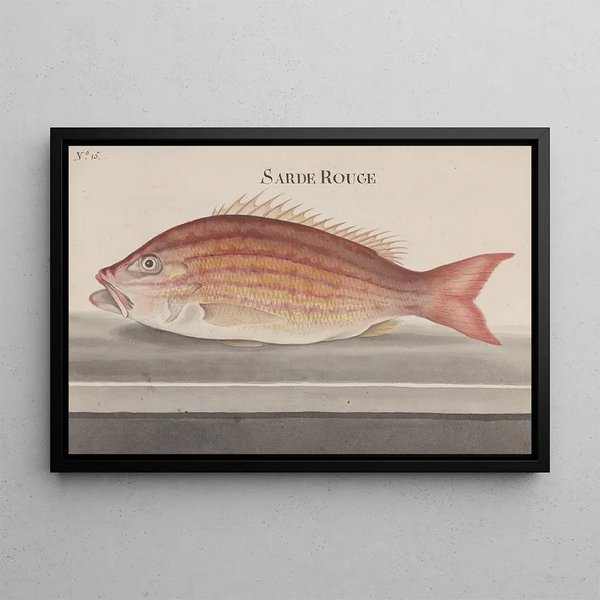 Ren de Rabi - Natural history of Saint Domingue Pl074.webp