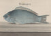 Naturgeschichte von Saint-Domingue Pl077 - René de Rabi — Ansicht des Kunstwerks