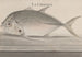 Naturgeschichte von Saint-Domingue Pl078 - René de Rabi — Ansicht des Kunstwerks