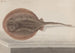 Naturgeschichte von Saint-Domingue Pl080 - René de Rabi — Ansicht des Kunstwerks