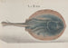 Naturgeschichte von Saint-Domingue Pl081 - René de Rabi — Ansicht des Kunstwerks