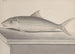 Naturgeschichte von Saint-Domingue Pl092 - René de Rabi — Ansicht des Kunstwerks