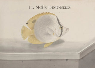 Ren de Rabi - Natural history of Saint Domingue Pl095.webp