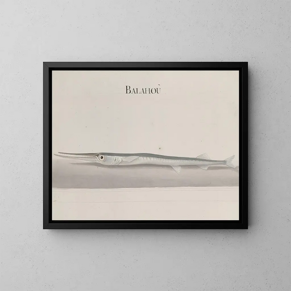 Naturgeschichte von Saint-Domingue Pl104 - René de Rabi — gerahmtes Bild an der Wand