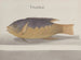Histoire naturelle de Saint-Domingue Pl. 106 - René de Rabi — Ansicht des Kunstwerks