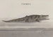 Naturgeschichte von Saint-Domingue Pl117 - René de Rabi — Ansicht des Kunstwerks
