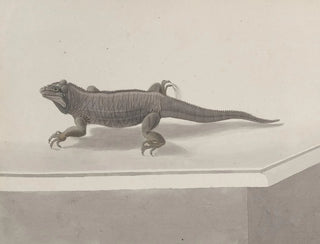 Ren de Rabi - Natural history of Saint Domingue Pl119.webp