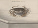 Naturgeschichte von Saint-Domingue Pl121 - René de Rabi — Ansicht des Kunstwerks