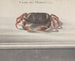 Naturgeschichte von Saint-Domingue Pl122 - René de Rabi — Ansicht des Kunstwerks