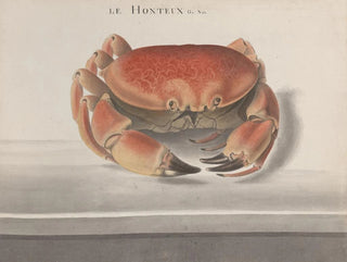 Ren de Rabi - Natural history of Saint Domingue Pl125.webp